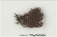 藏品(小金髮苔屬)的圖片